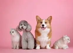 萨克拉门托国王训练开放日，赛前状态回暖引欢呼，法甲在即，细节决定成败 -开云app下载