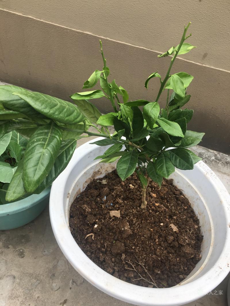 美丽的亚美利加