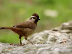 ^鶥EdE2O*騌梅弒(废弃2矢状3冠状4横断5submit)